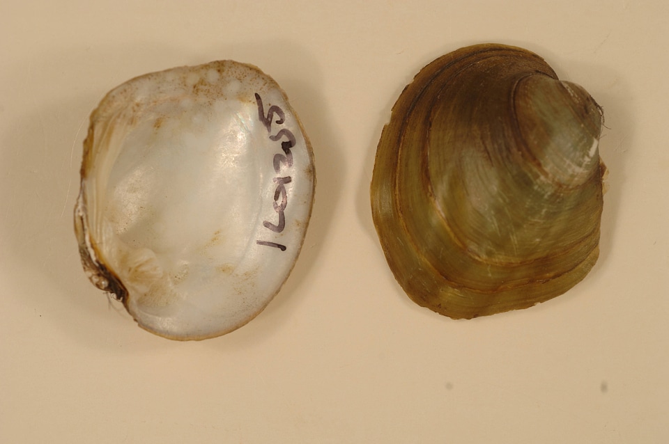 Amblema plicata-1