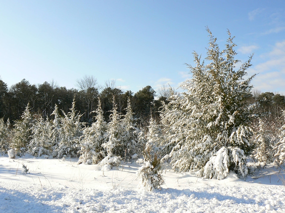 Snow-Covered Pines photo