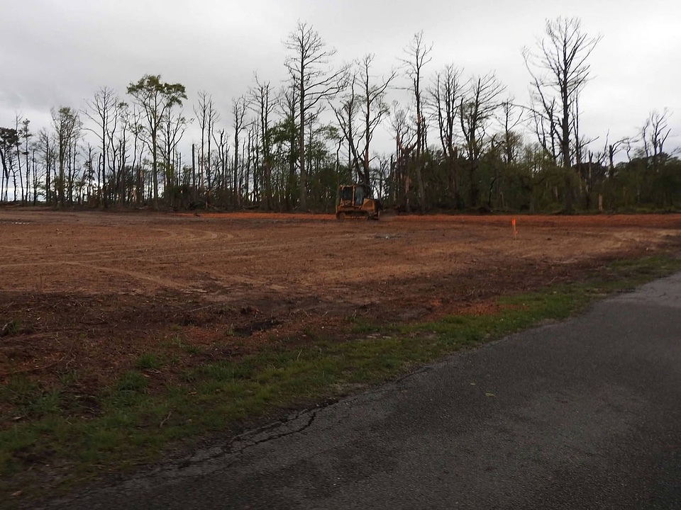 Removal of pine trees affected by Southern Pine Beetles