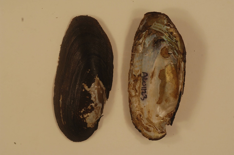 Elliptio arctata