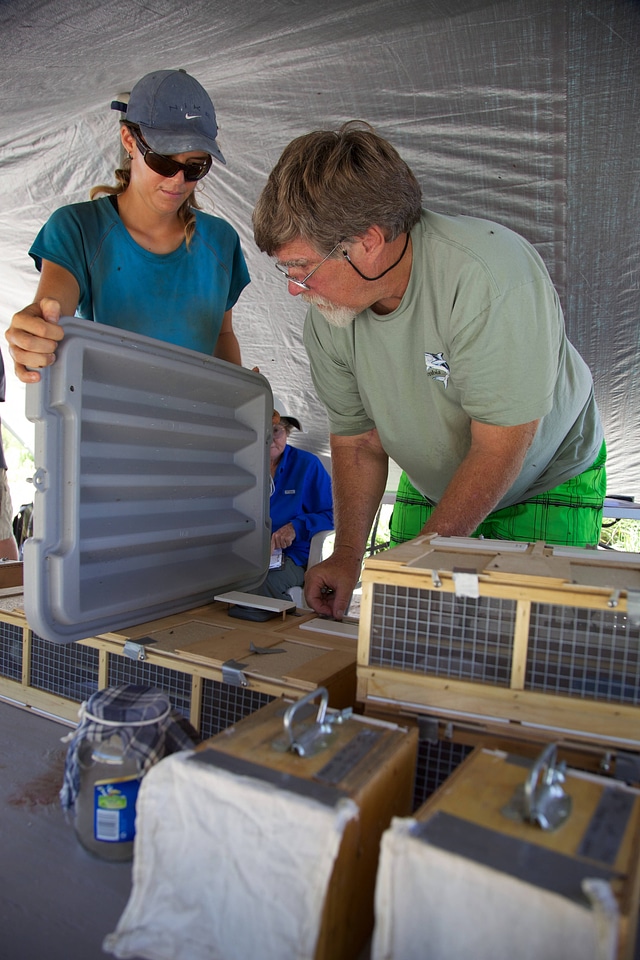 Nihoa Millerbird Translocation-1