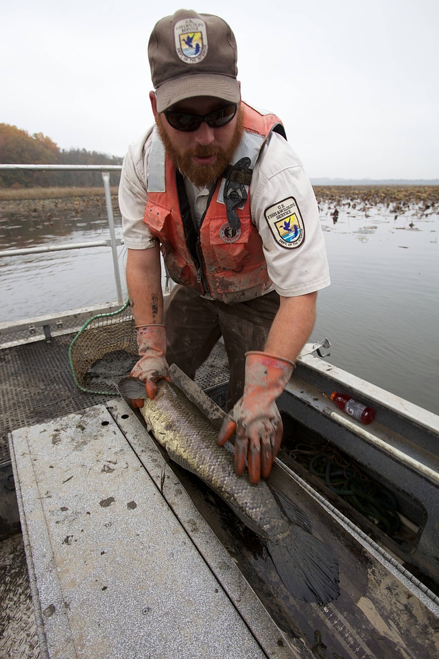 Electrofishing for Northern Snakehead-3