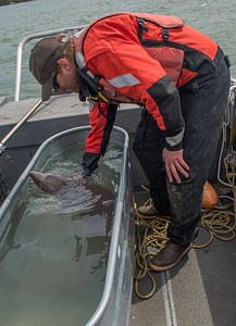USFWS Fisheries worker checks lake sturgeon-1