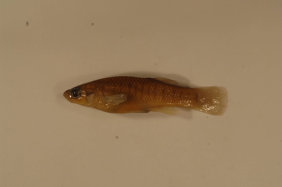 Fundulus grandis grandis