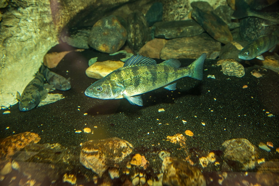 Yellow perch-1 photo