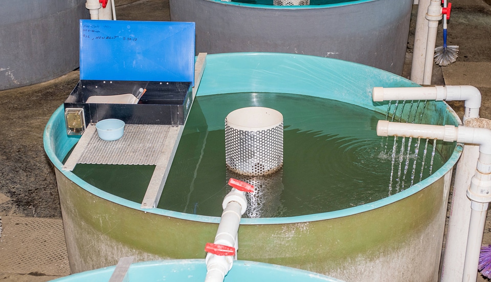 Inside Sturgeon Building - recirculating tanks