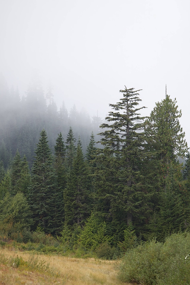 Western evergreen forests-1