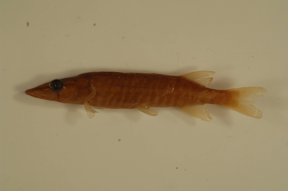 Esox americanus americanus-3