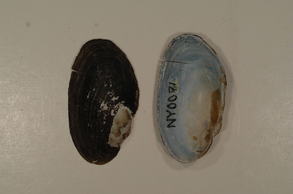 Strophitus undulatus-1