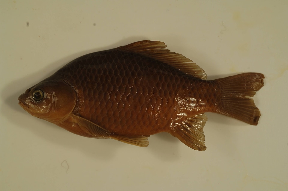 Carassius auratus-1