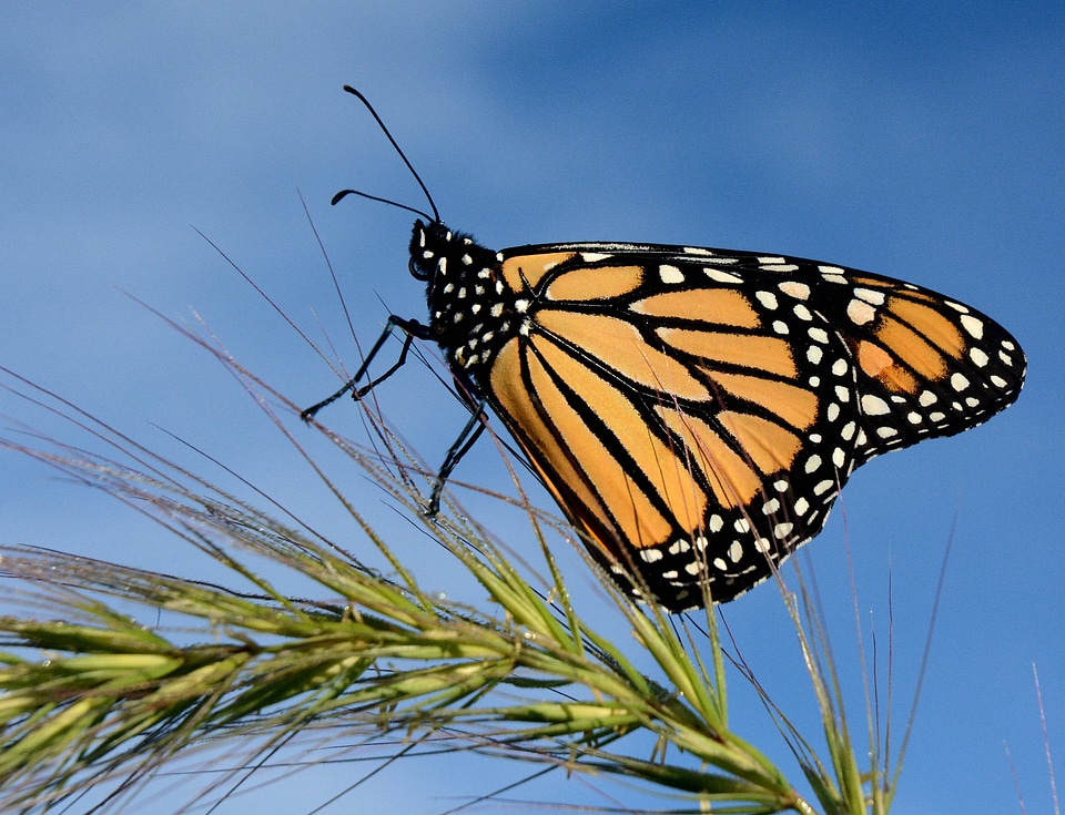 Monarch butterfly on Foxtail