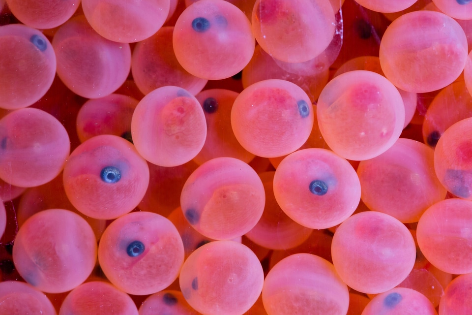 Rainbow trout eggs-2