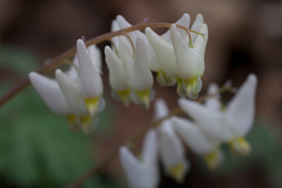 Dutchman's Breeches-1