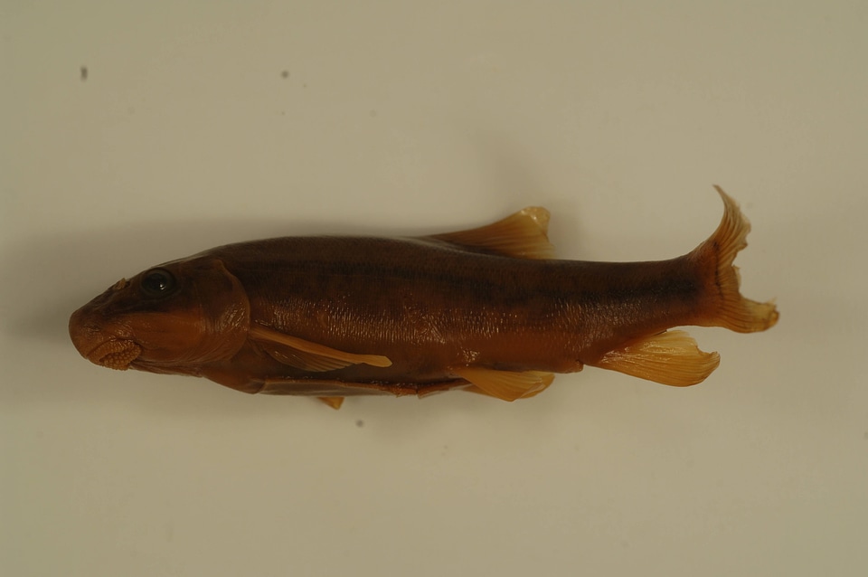Catostomus commersonii-1