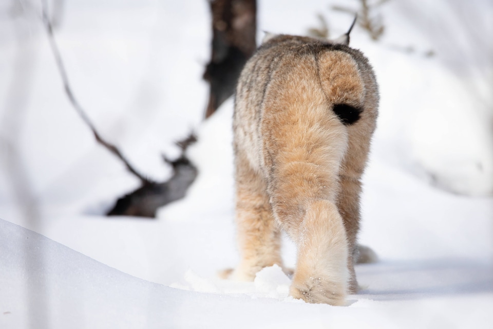 Female Canada lynx heads back to the forest