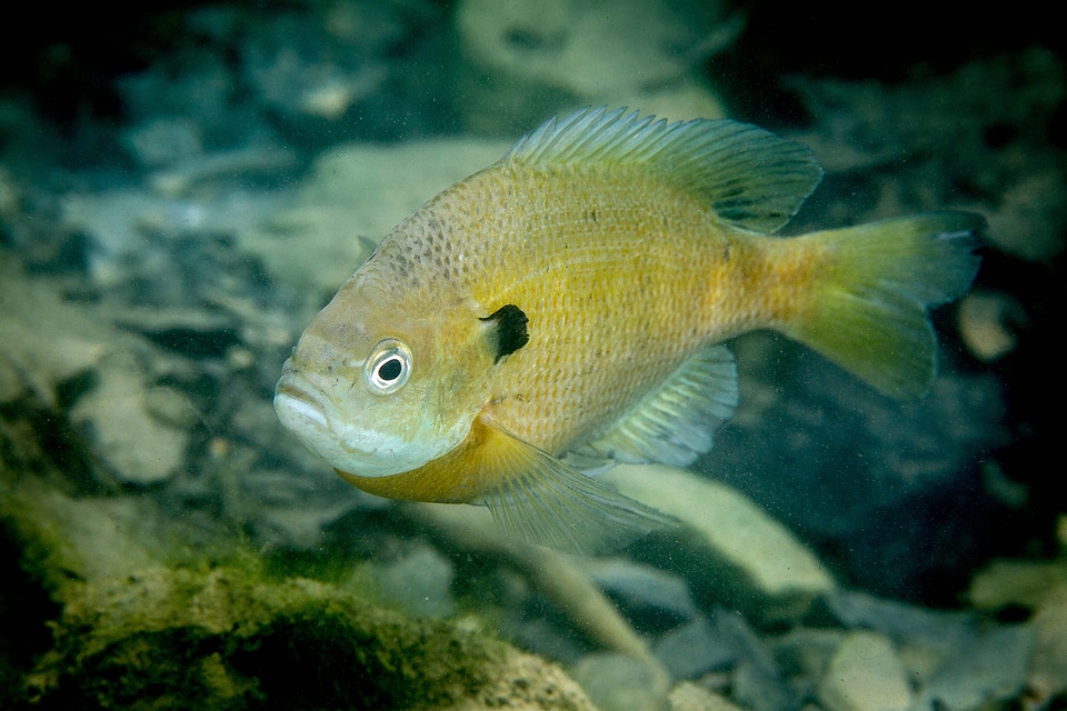 Bluegill on nest-1