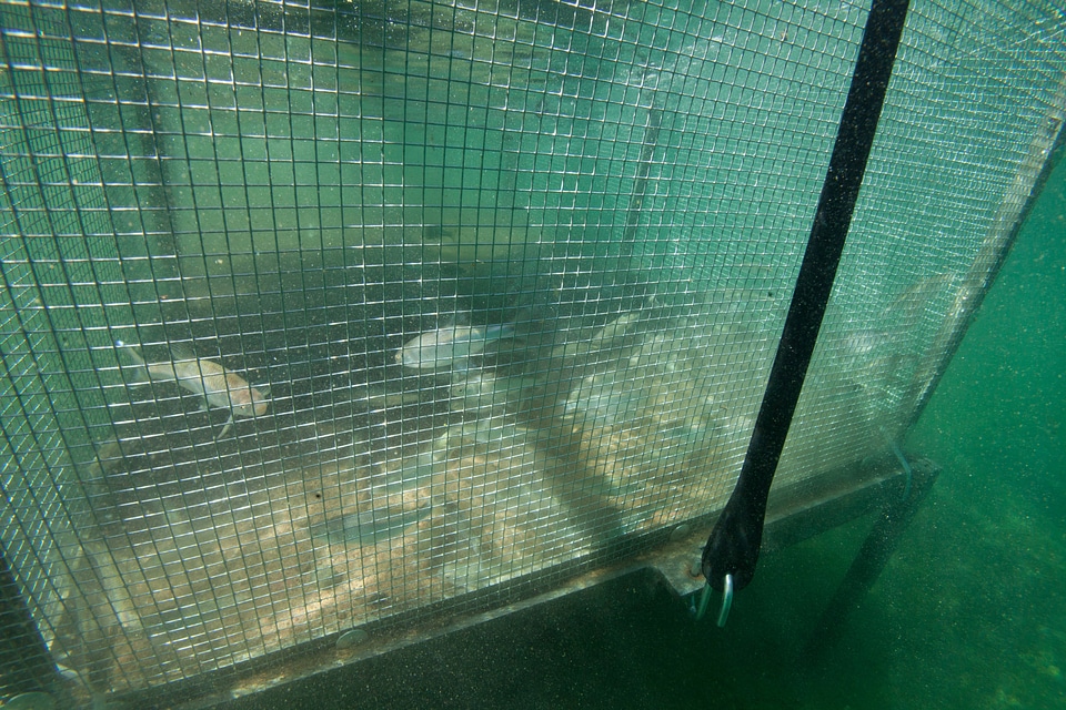 Standing cages at Genoa National Fish Hatchery