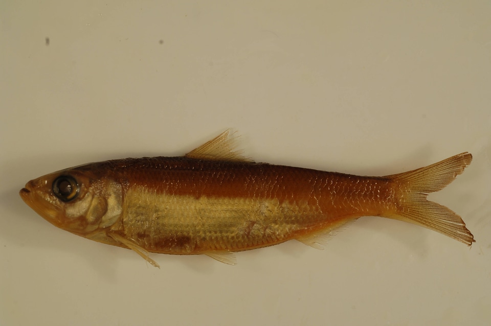 Alosa chrysochloris-1