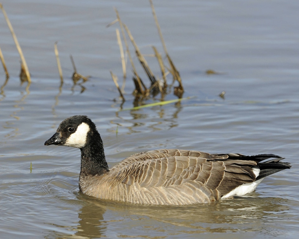 Cackling Canada Goose