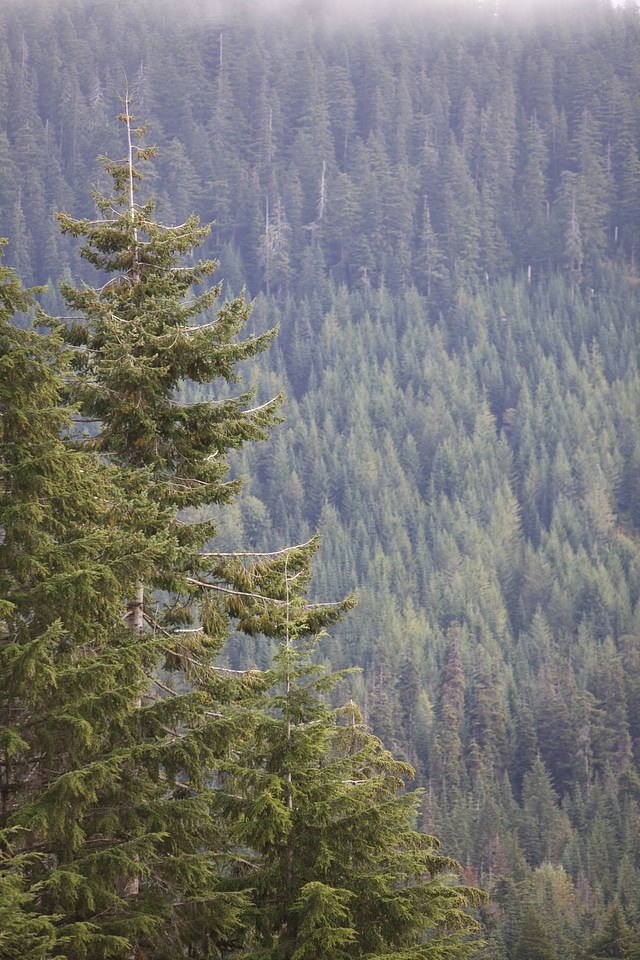 Western evergreen forests-1