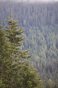 Western evergreen forests-1 photo
