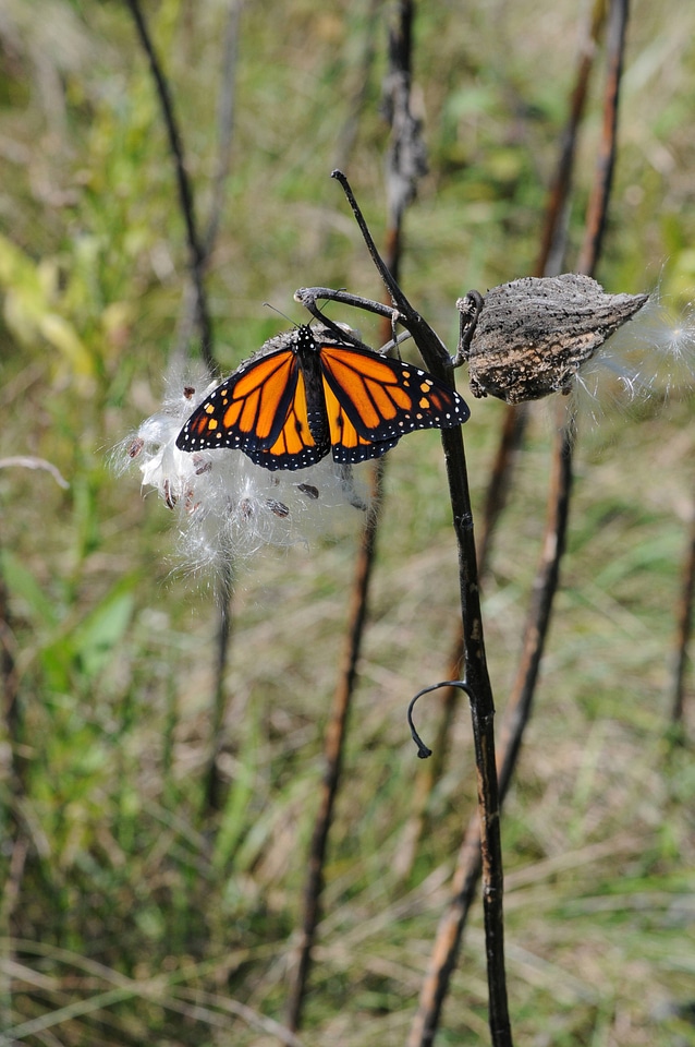 Monarch butterfly rests on milkweed pod