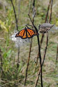 Monarch butterfly rests on milkweed pod