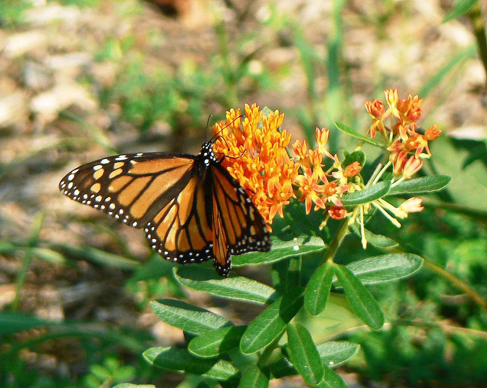 Monarch on Butterflyweed