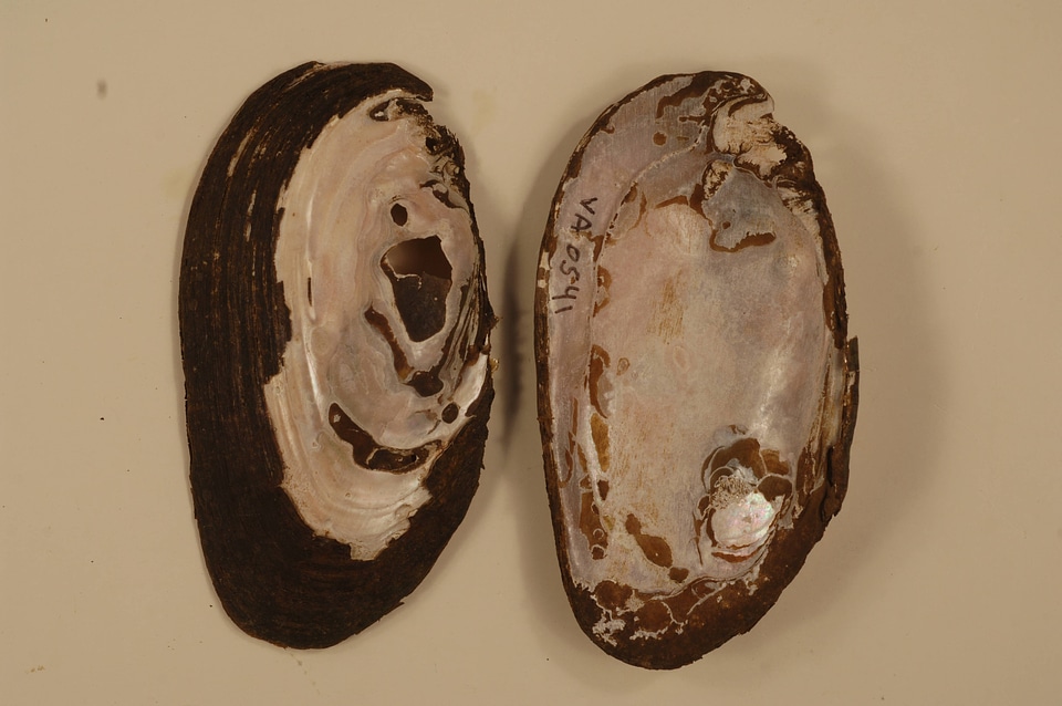 Elliptio complanata-1
