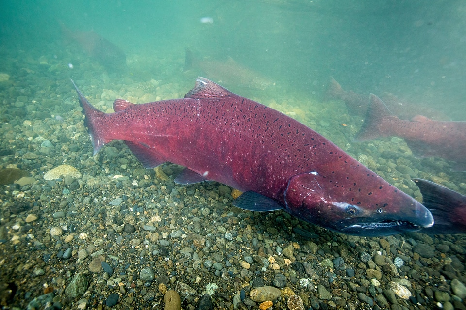 Chinook salmon migrating-3