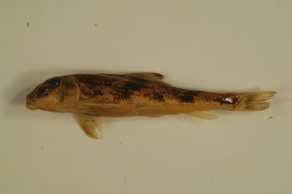 Hypentelium nigricans-3