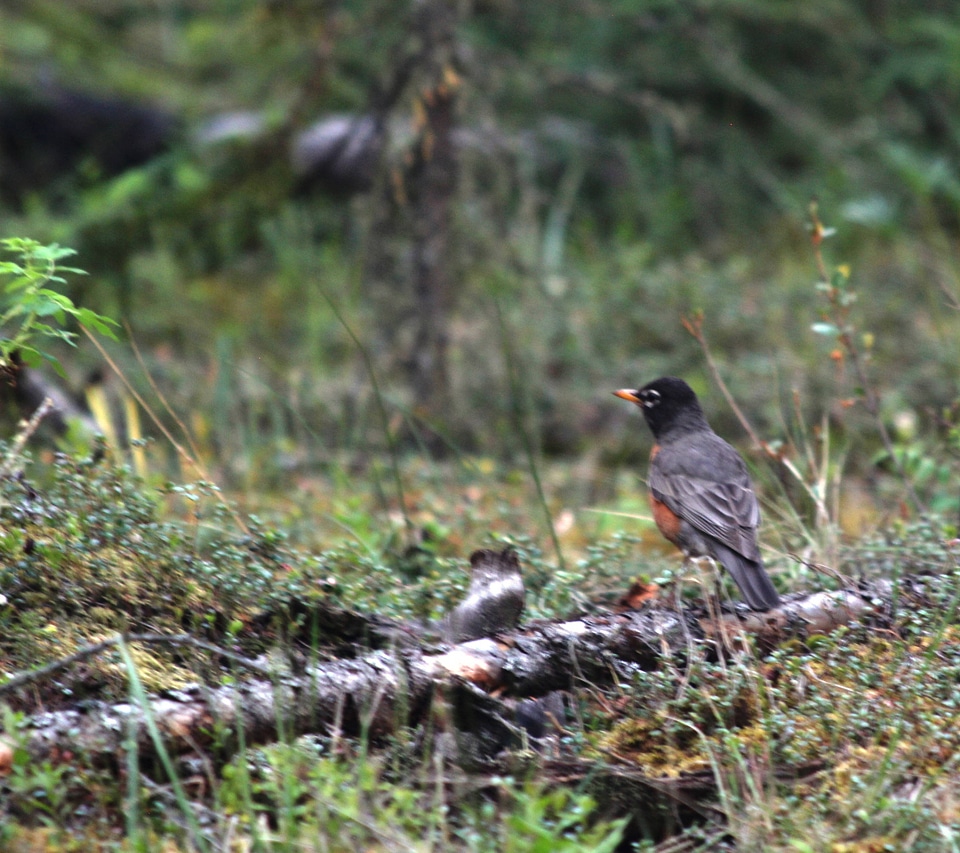 Robin sitting on a branch