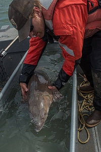 USFWS Fisheries worker checks lake sturgeon-1