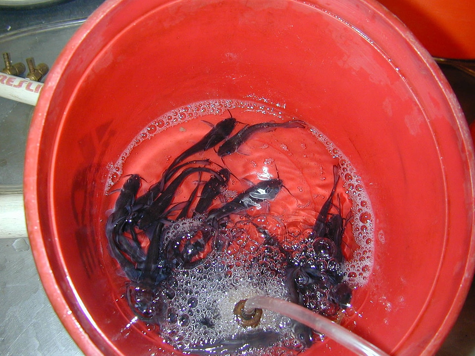 Infestation bath for fish