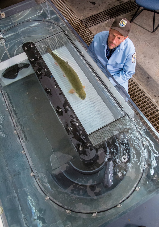 Biologist conducts a swim test on a large Rainbow trout-1