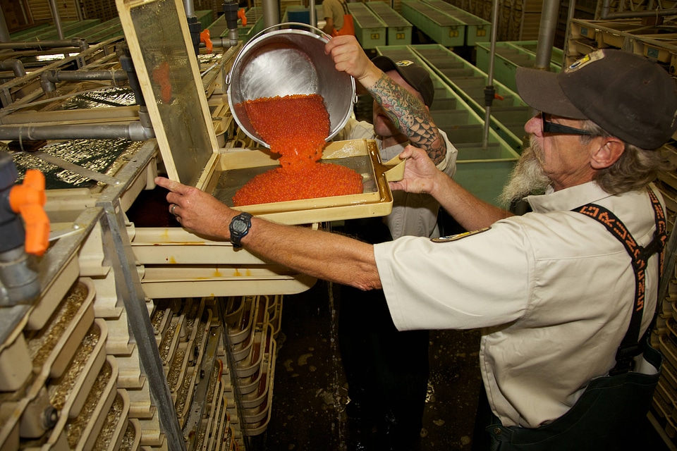 Service employees with incubation trays