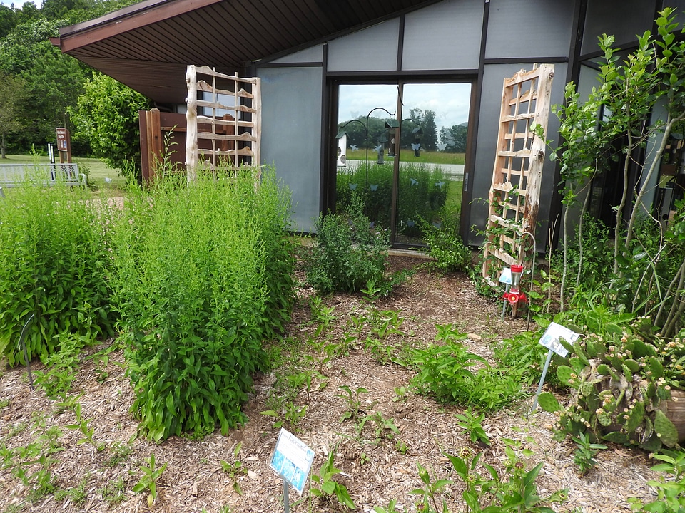 Garden for wildlife