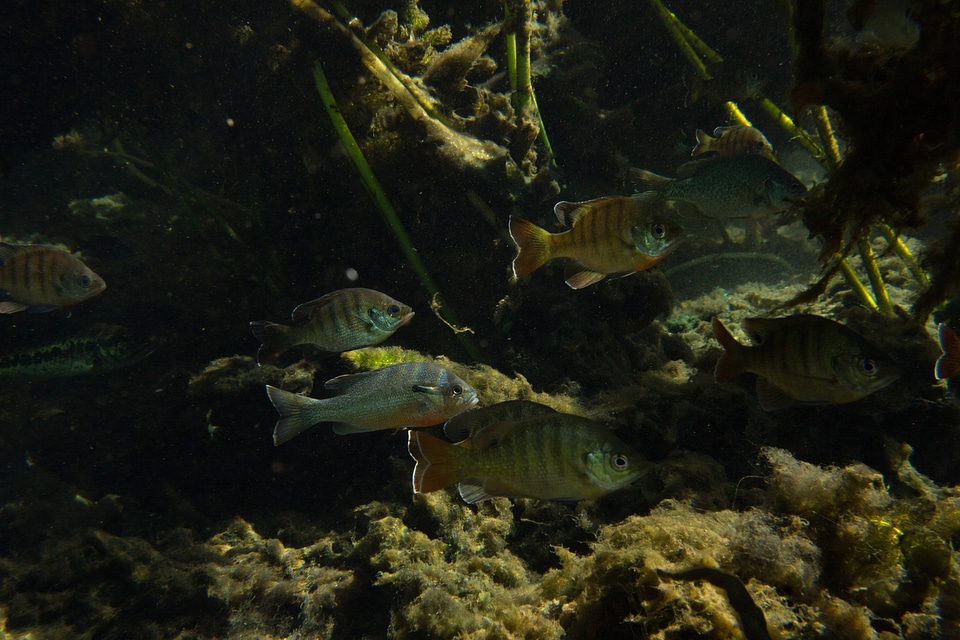 Bluegill and other school of fish