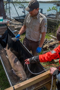 USFWS Fisheries crew prepares to operate on lake sturgeon-2