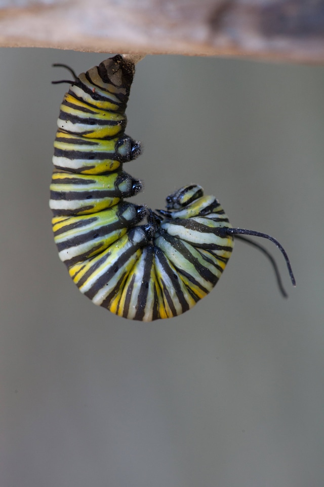 Monarch butterfly larvae-1