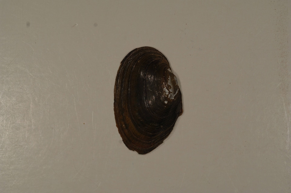 Villosa constricta (outside)