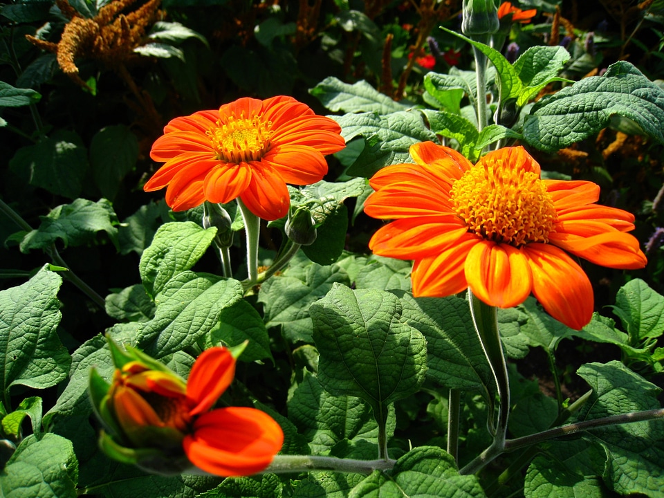 Color garden summer