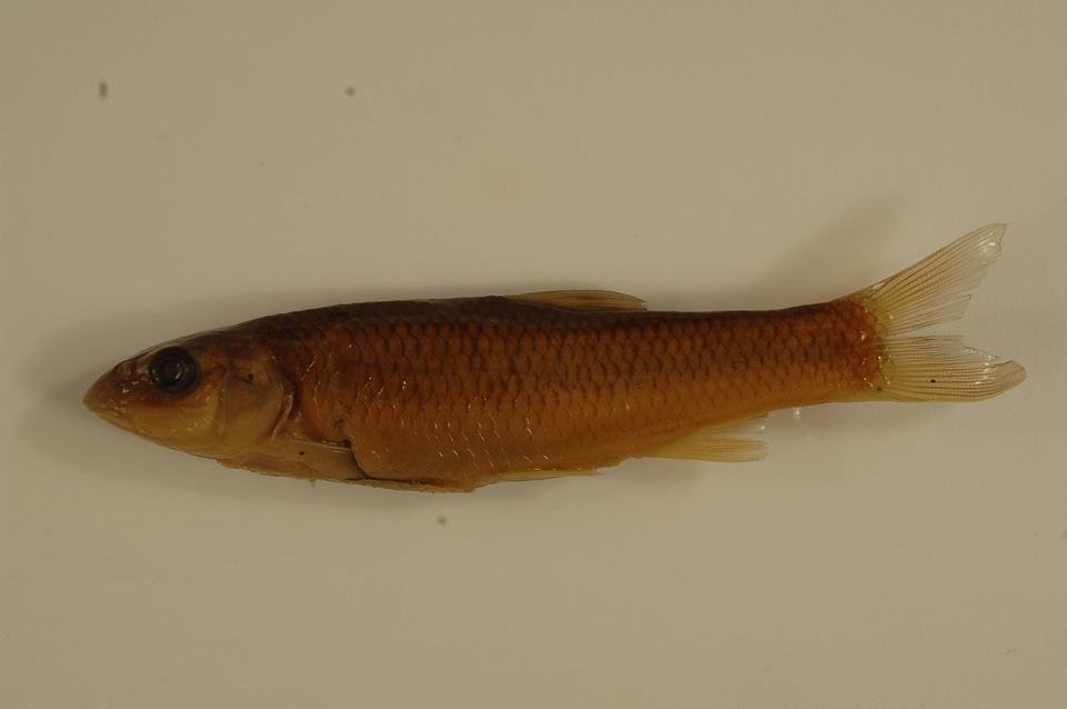 Nocomis leptocephalus-1