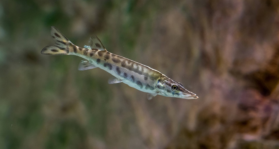 Juvenile muskellunge
