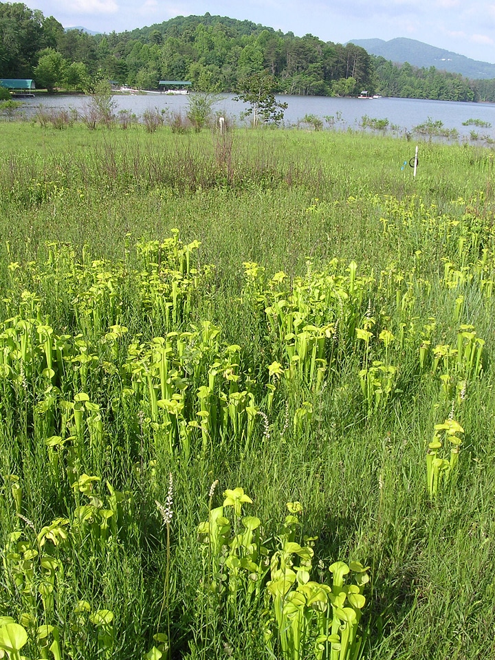Green pitcher plant 