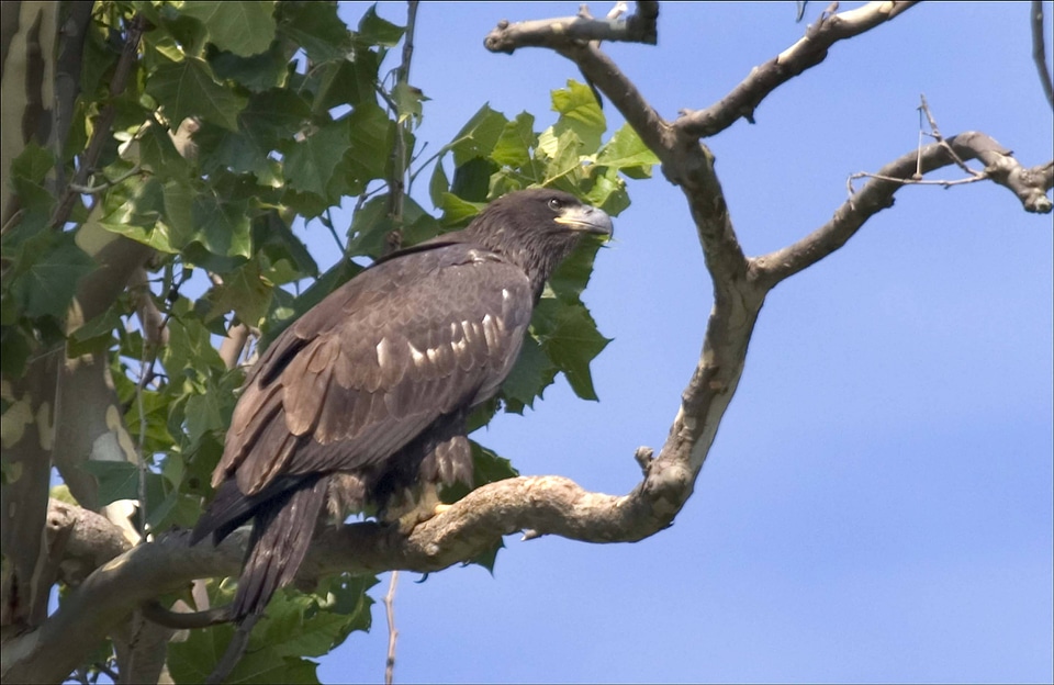 Immature Bald eagle-1