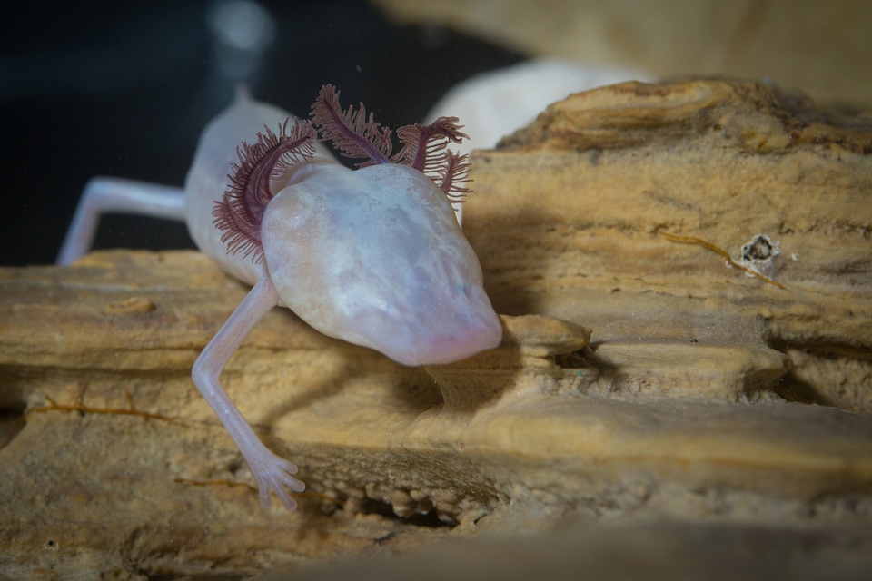 Texas Blind Salamander-2