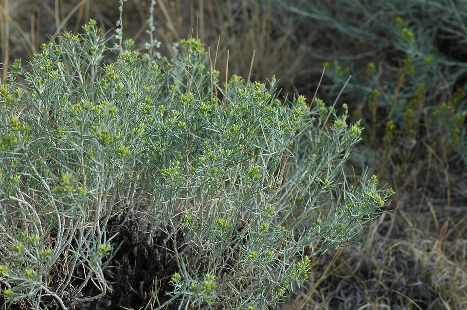 Common Rabbitbrush-1
