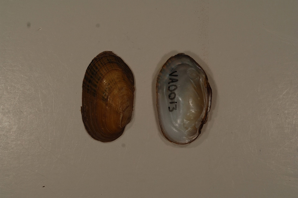 Villosa iris-2