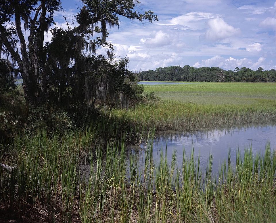 Pinckney Island National Wildlife Refuge landscape-1